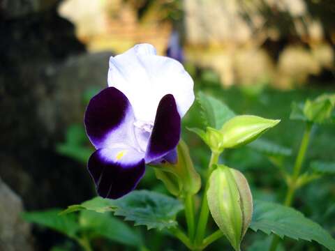 Image de Torenia