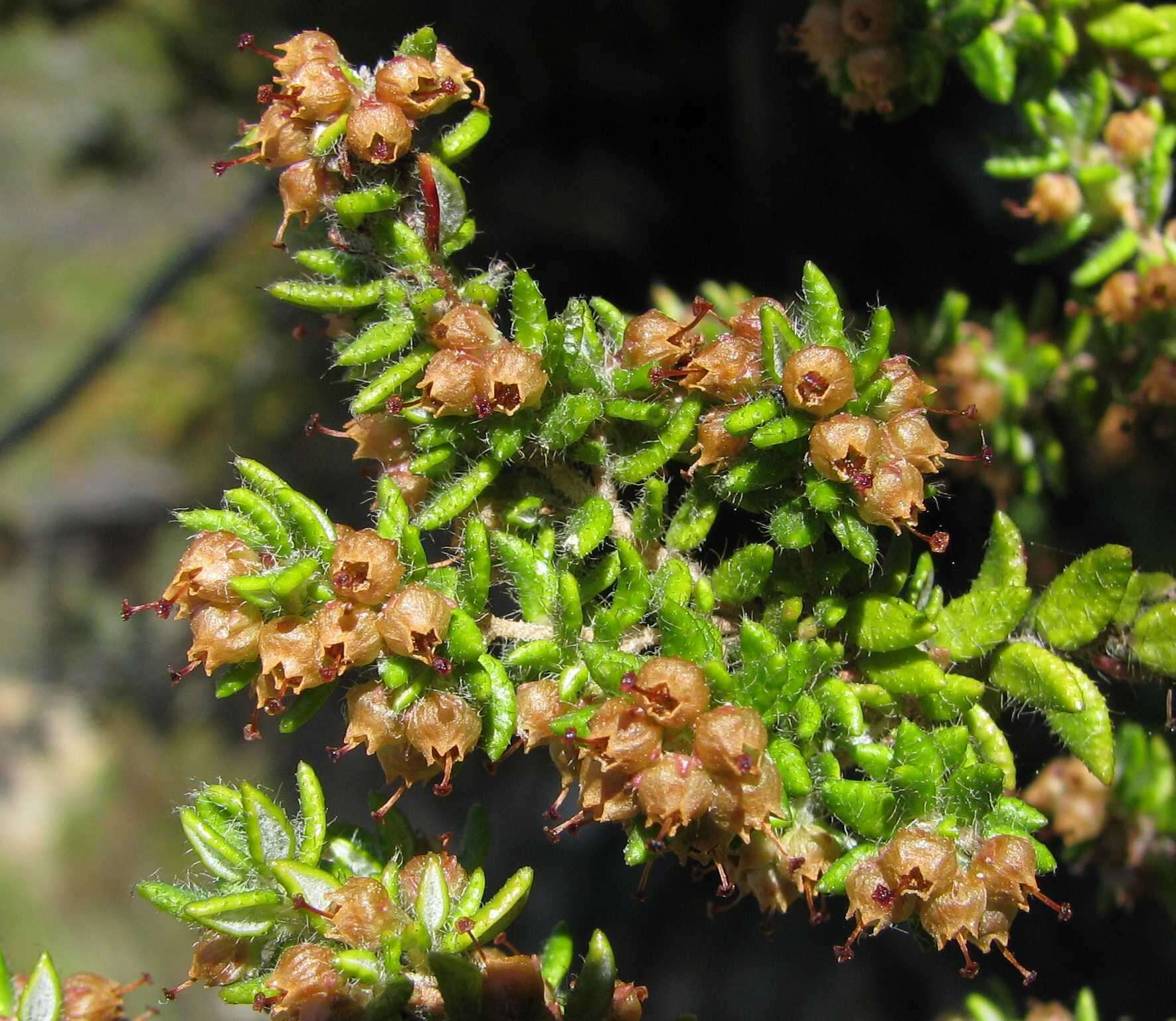 Image of Erica cordata var. cordata