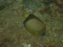 Image of Japanese Butterflyfish