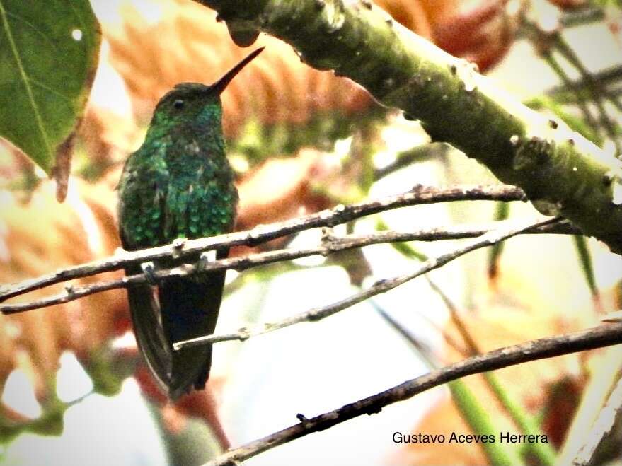 Image of Blue-tailed Hummingbird