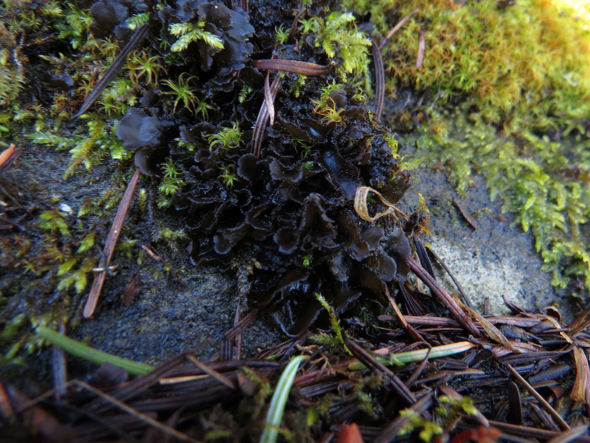 Imagem de <i>Scytinium platynum</i>