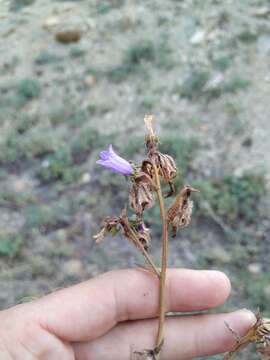 Image of Campanula komarovii Maleev