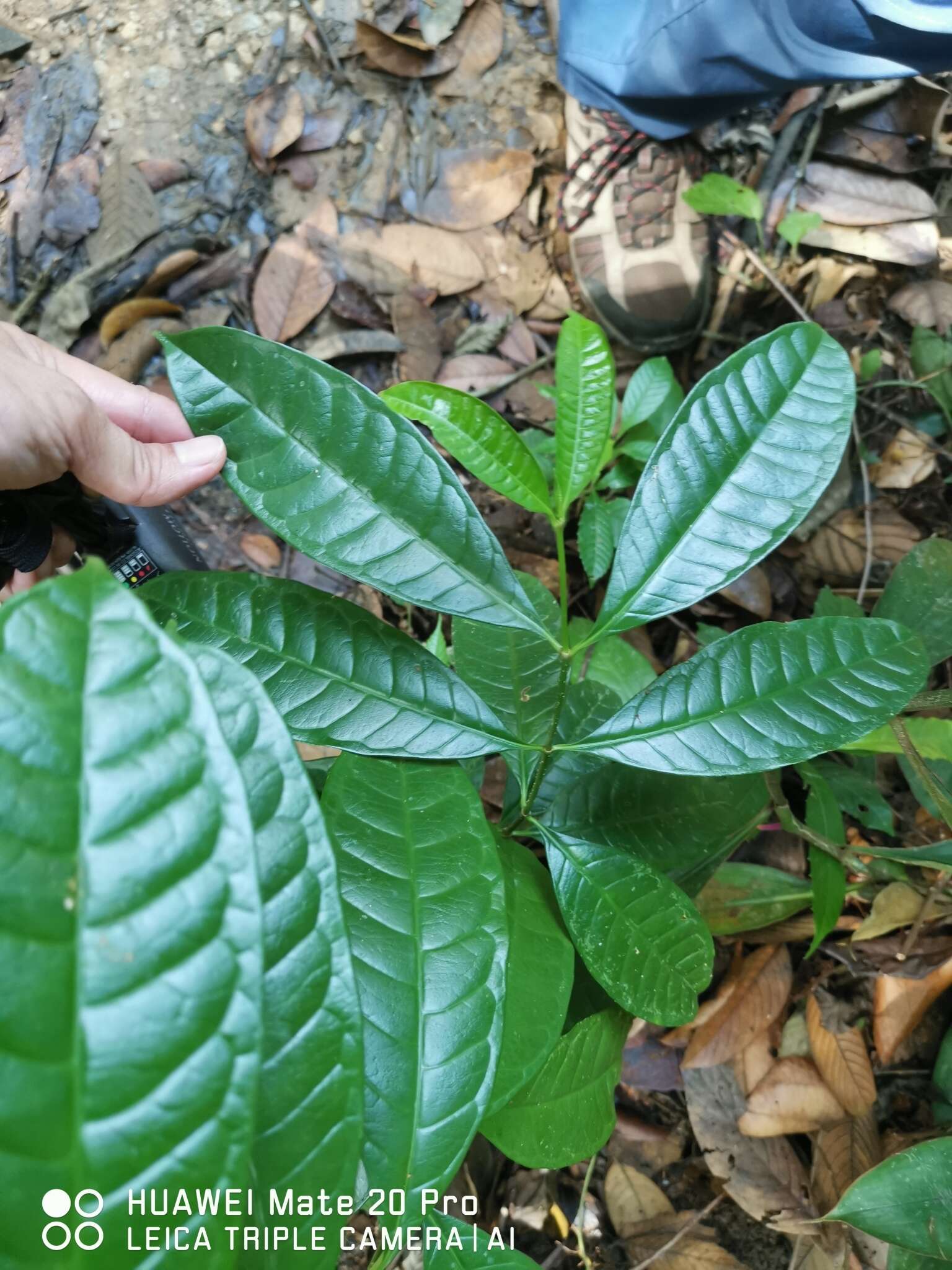 Image of Strophanthus caudatus (L.) Kurz