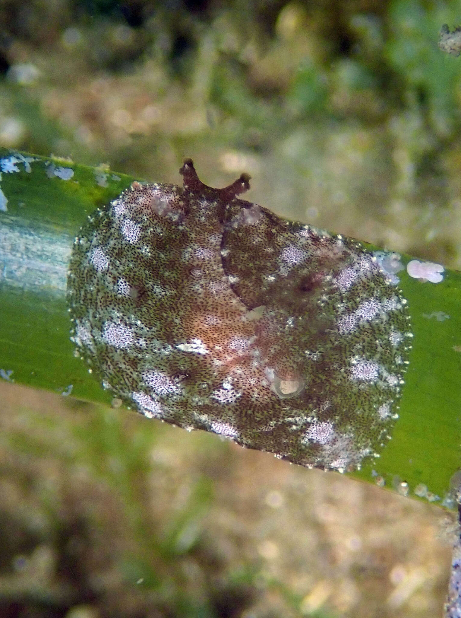 Petalifera petalifera (Rang 1828) resmi