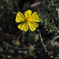 Image de Fumana thymifolia (L.) Spach ex Webb