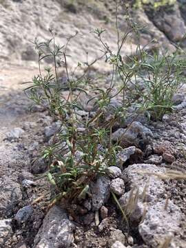 Image of wirestem buckwheat