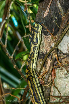 Image of Carpet python