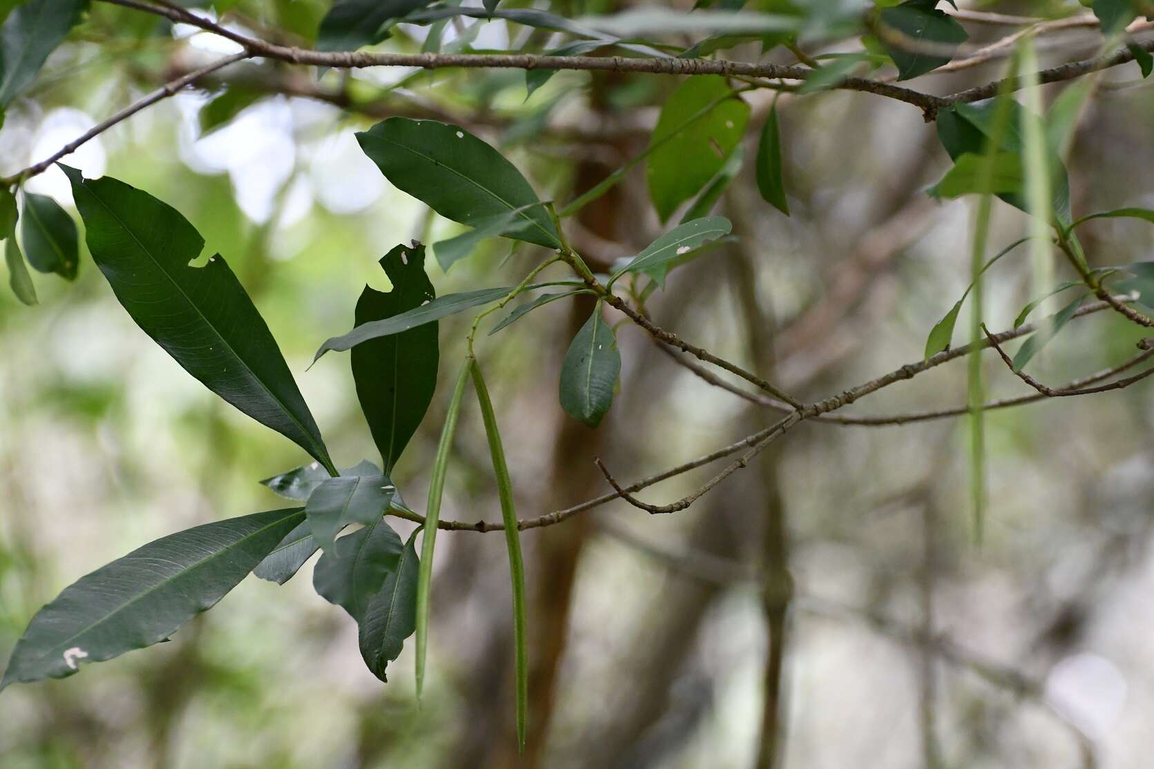 Image of Tonduzia longifolia (A. DC.) Markgr.