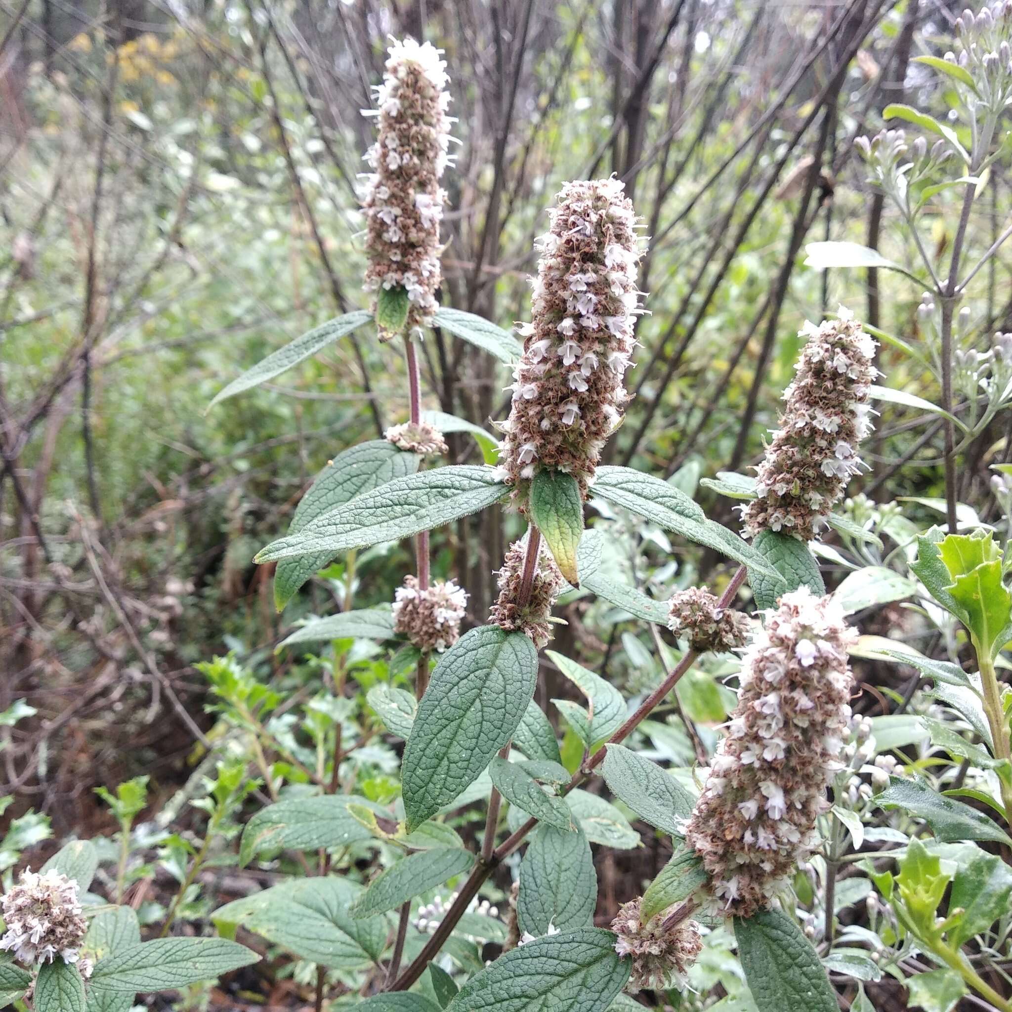 Image of Cunila lythrifolia Benth.