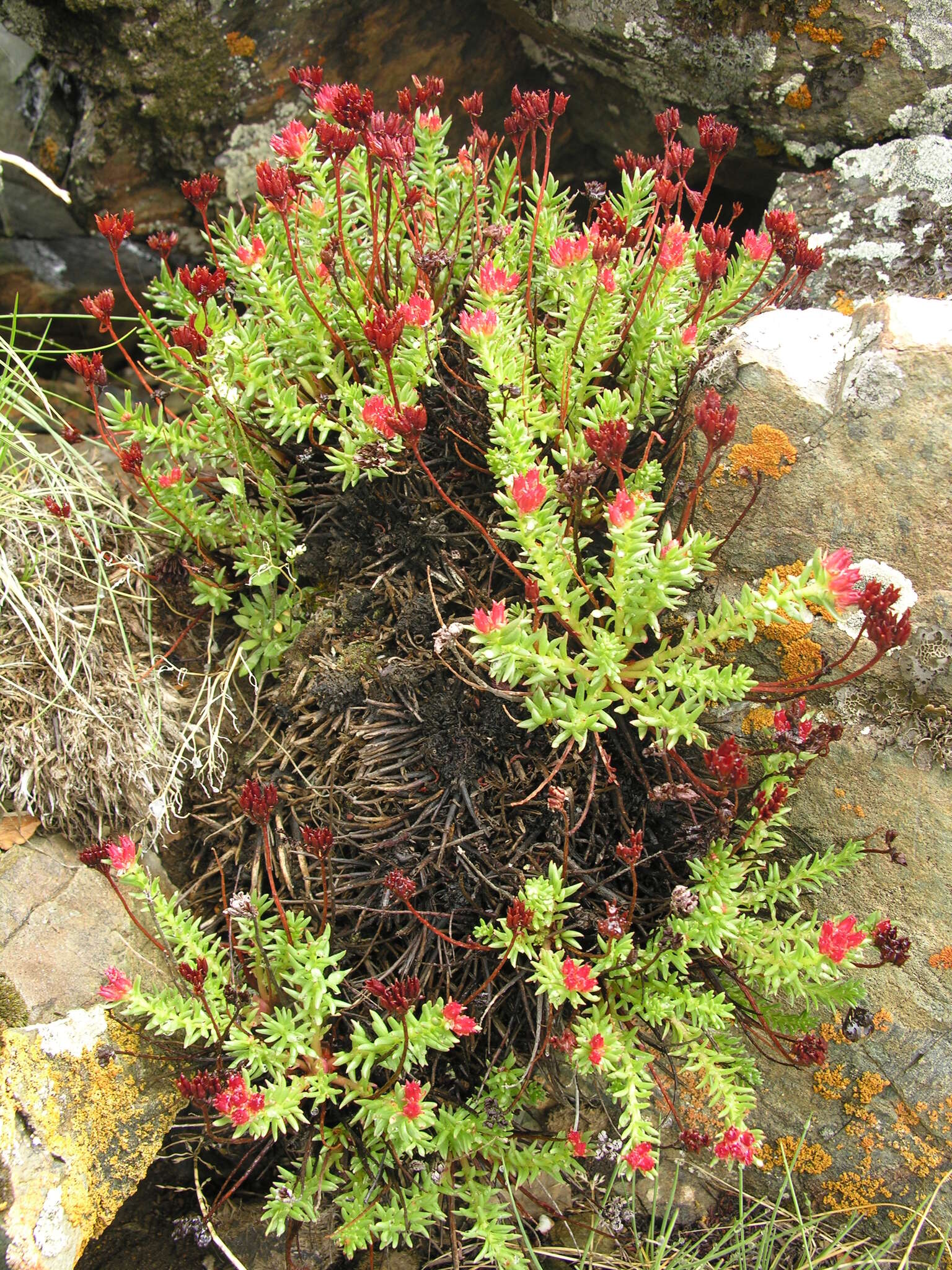 Image of Rhodiola quadrifida (Pallas) Fischer & Meyer