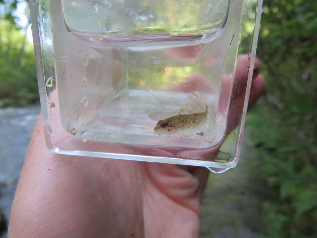 Imagem de Cottus caeruleomentum Kinziger, Raesly & Neely 2000