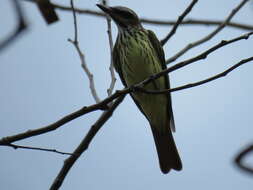 Image of Sulphur-bellied Flycatcher