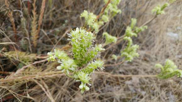 Image of Petrosedum sediforme (Jacq.) V. Grulich