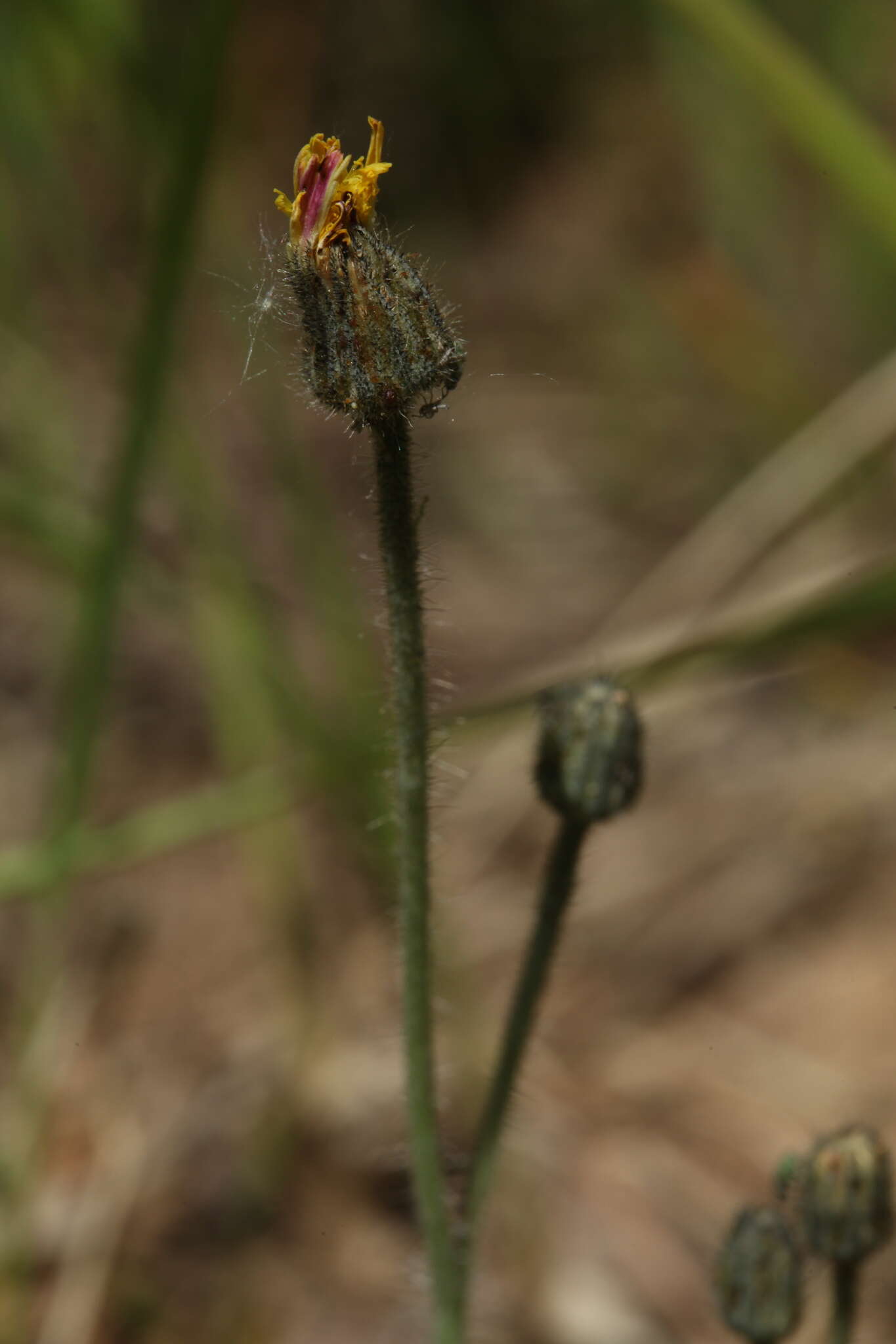 Imagem de Pilosella schultesii (Sch. Bip.) Sch. Bip. & Sch. Bip. ex H. P. Fuchs-Eckert