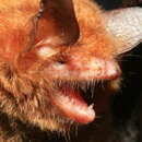 Image of Anjouan Myotis