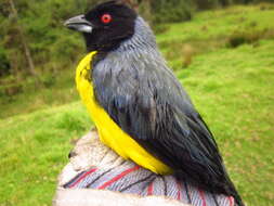 Image of Hooded Mountain Tanager