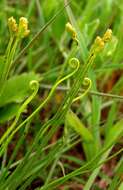 Schizaea pectinata (L.) Sw.的圖片