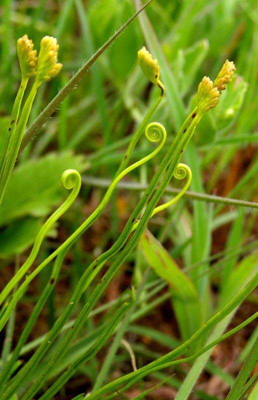 Schizaea pectinata (L.) Sw.的圖片