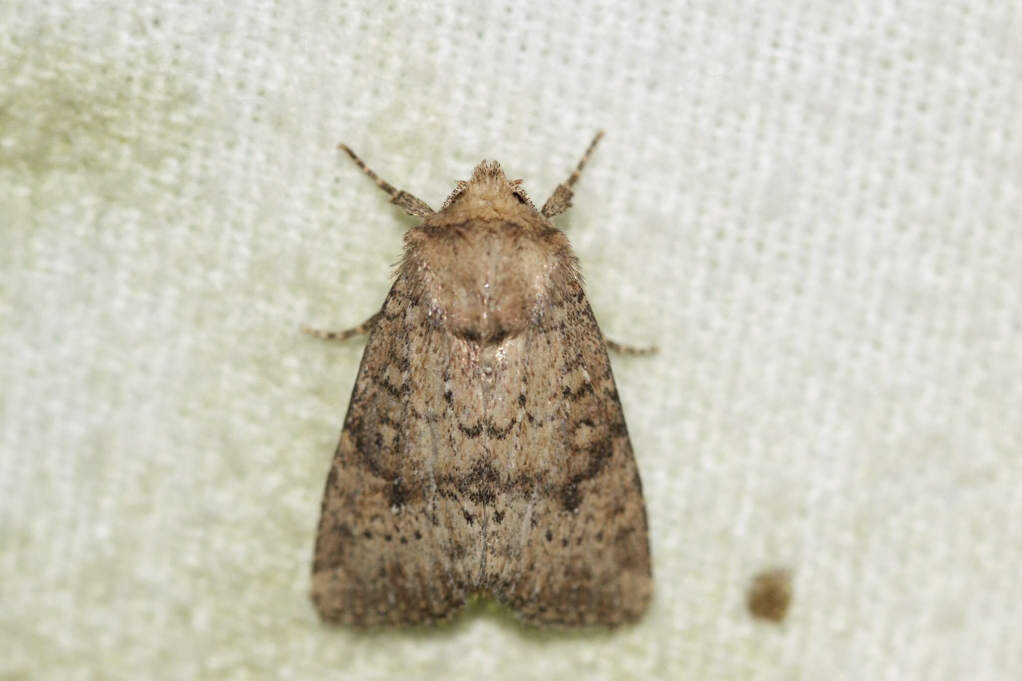 Image of Northern Scurfy Quaker Moth