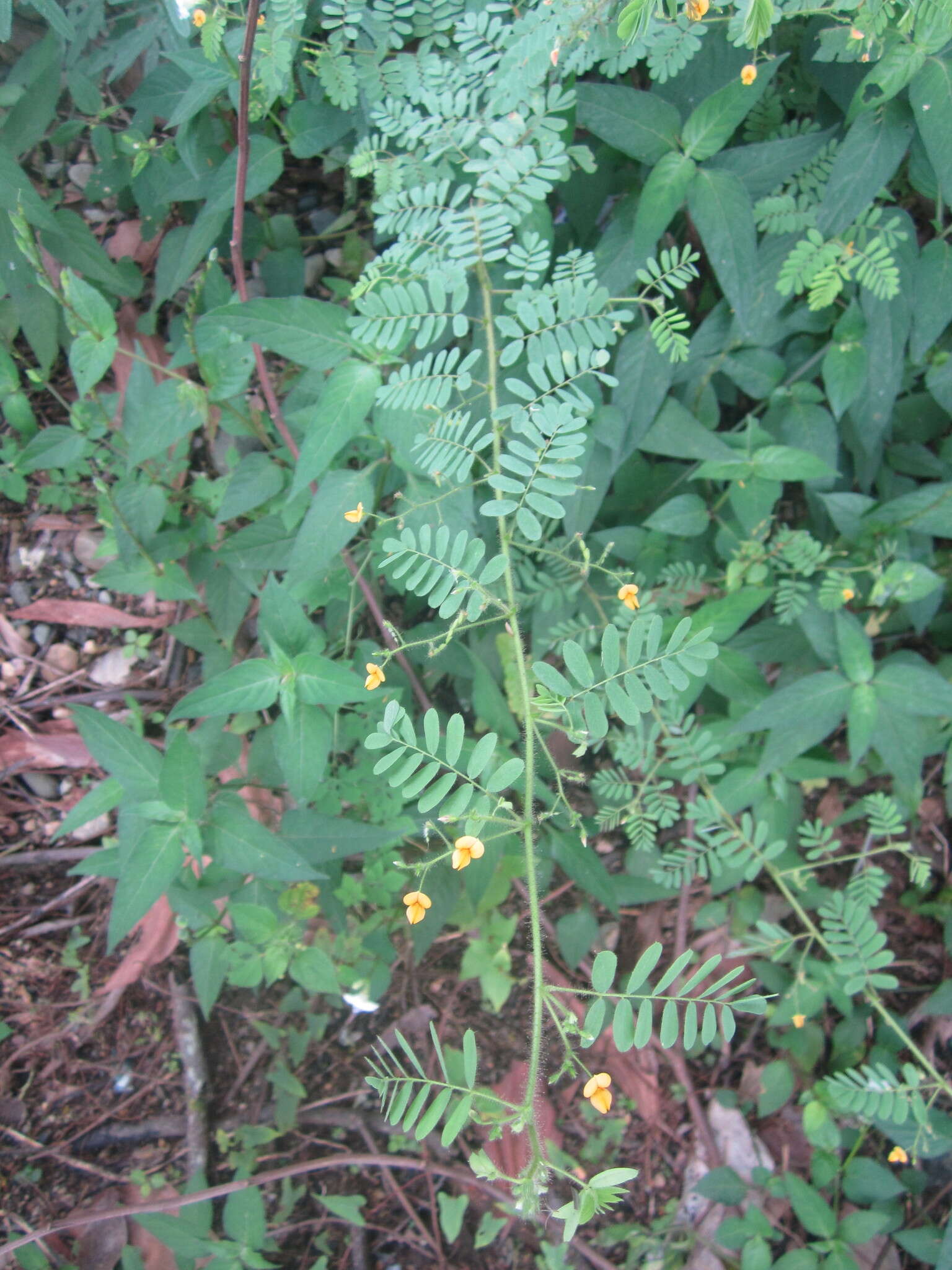 Aeschynomene brasiliana (Poir.) DC. resmi