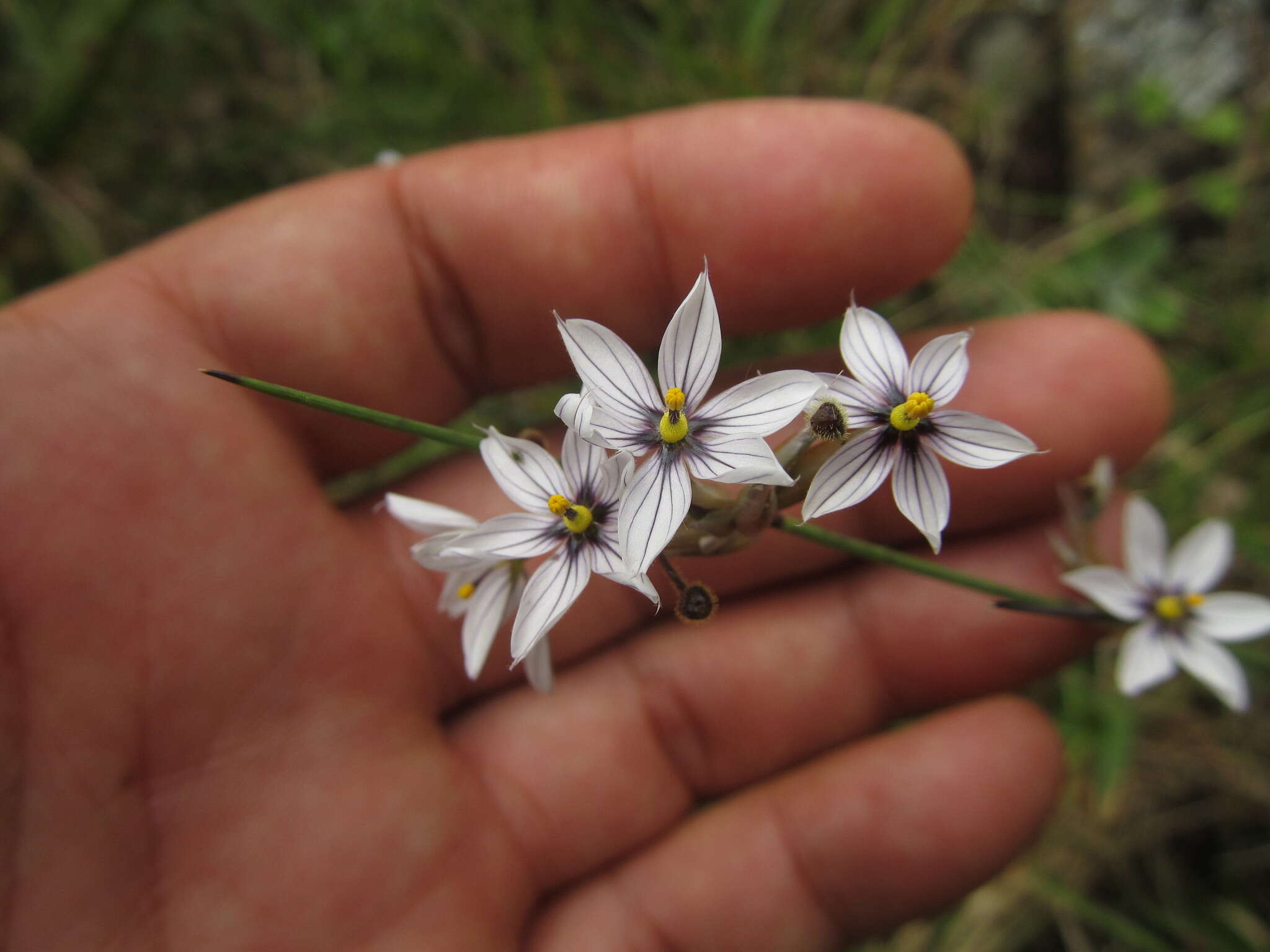 Sisyrinchium scariosum I. M. Johnst.的圖片