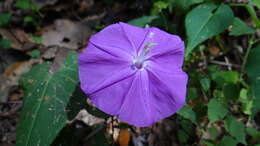 Слика од Ipomoea purga (Wender.) Hayne