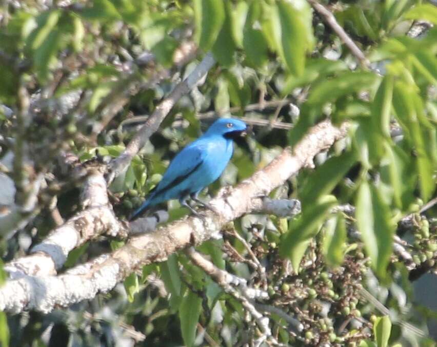 Image of Plum-throated Cotinga