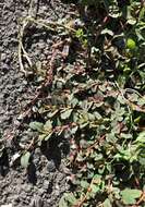 Image of Euphorbia serpillifolia subsp. serpillifolia