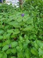 Image of light-blue snakeweed