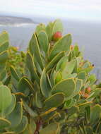 Image of Coastal tannin-bush