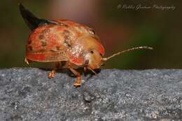 صورة <i>Paropsis charybdis</i>