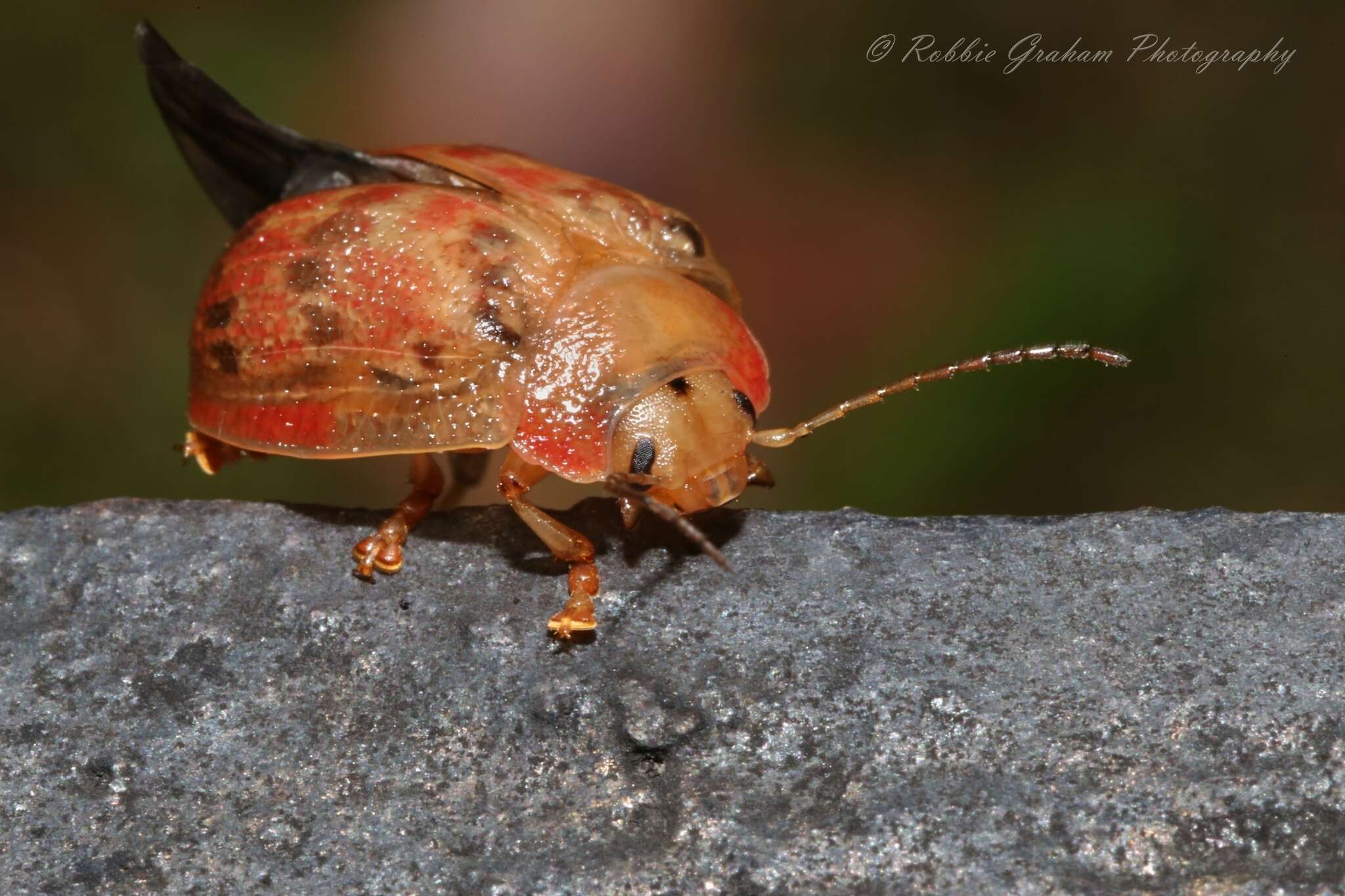 صورة <i>Paropsis charybdis</i>