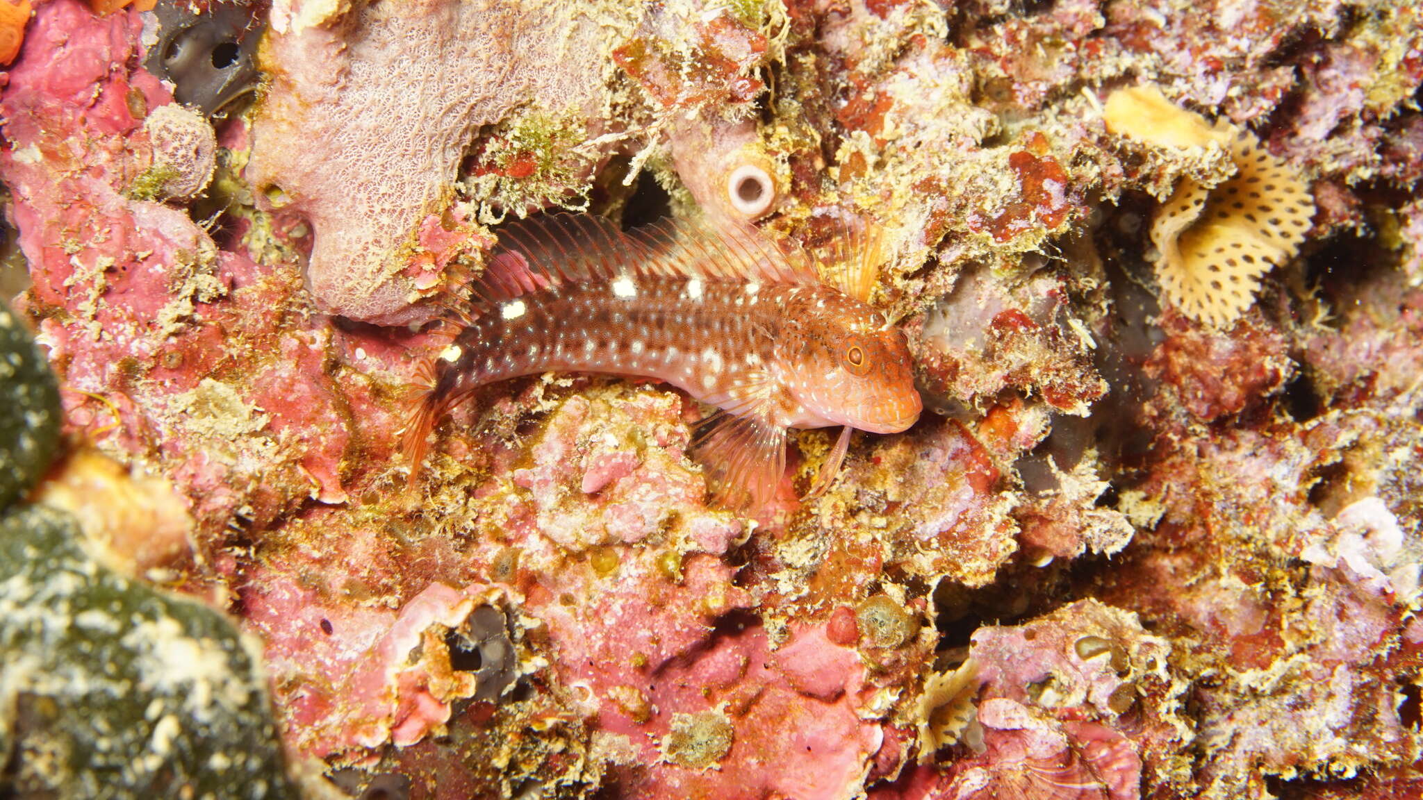 Image of Red Blenny