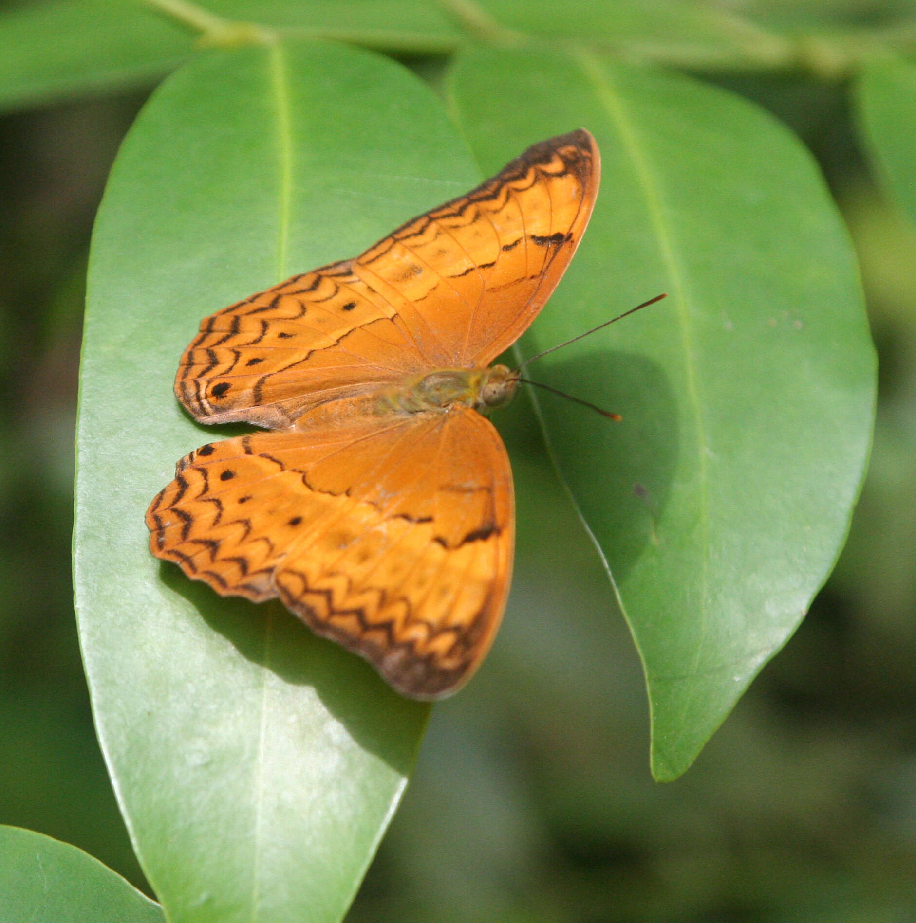 Image of Cirrochroa surya siamensis Fruhstorfer 1906