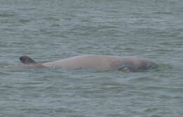 Image of Snubfin Dolphins