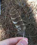 Image of Eurasian Scops Owl