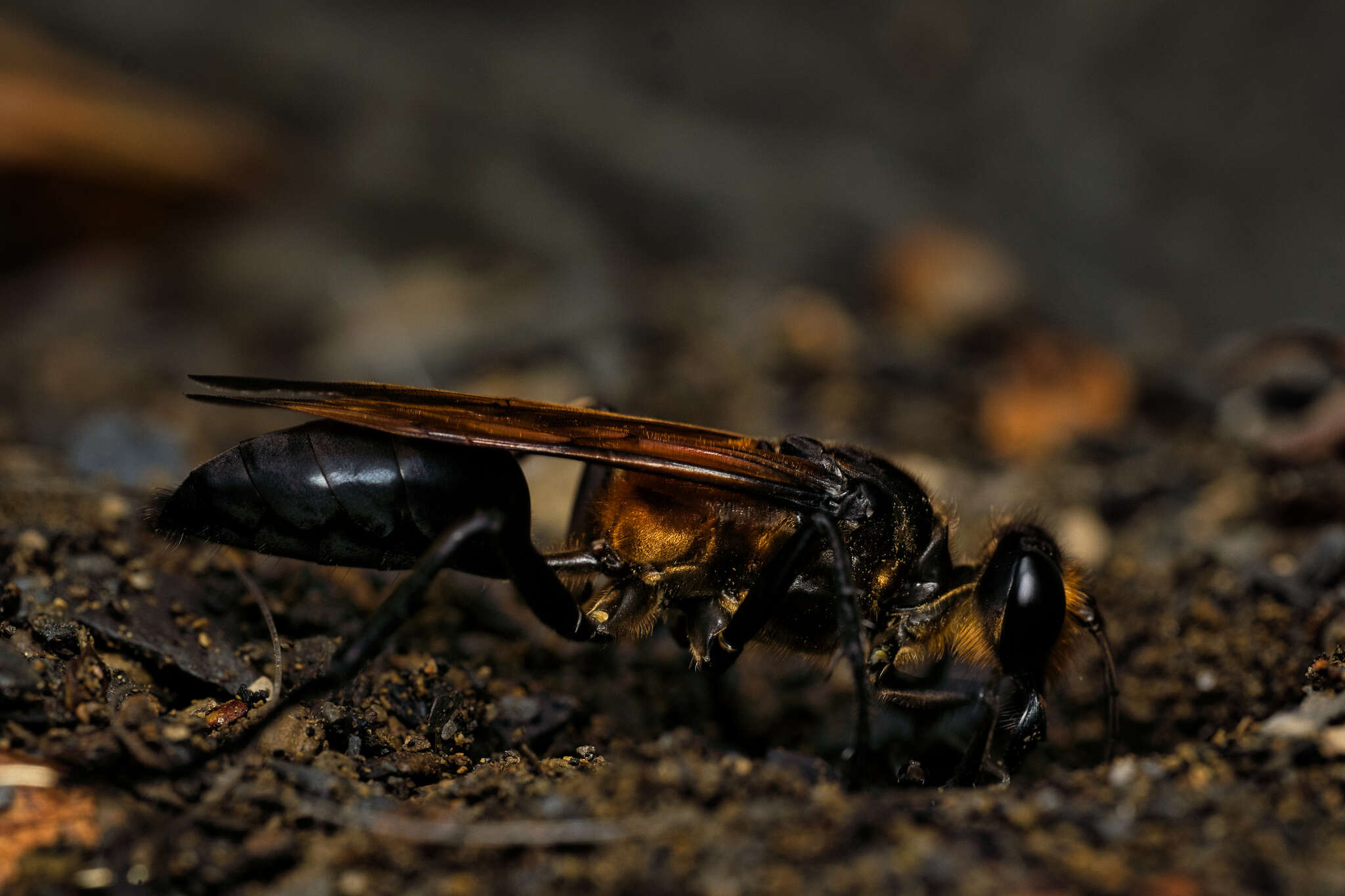 Image of Sphex diabolicus F. Smith 1858