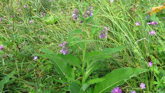 Plancia ëd Symphytum officinale subsp. uliginosum (A. Kern.) Nyman