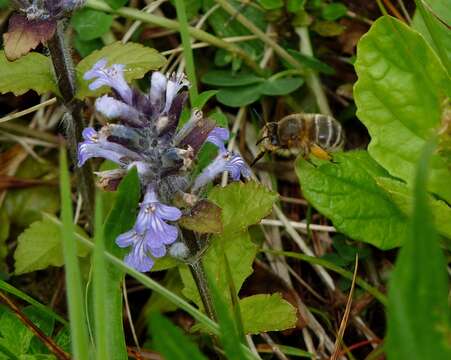 Anthophora crinipes Smith 1854的圖片