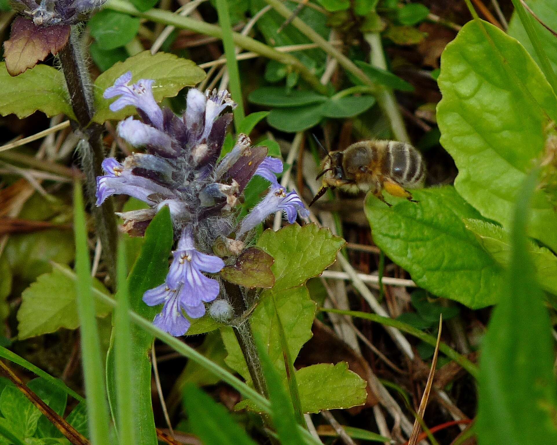 Anthophora crinipes Smith 1854的圖片