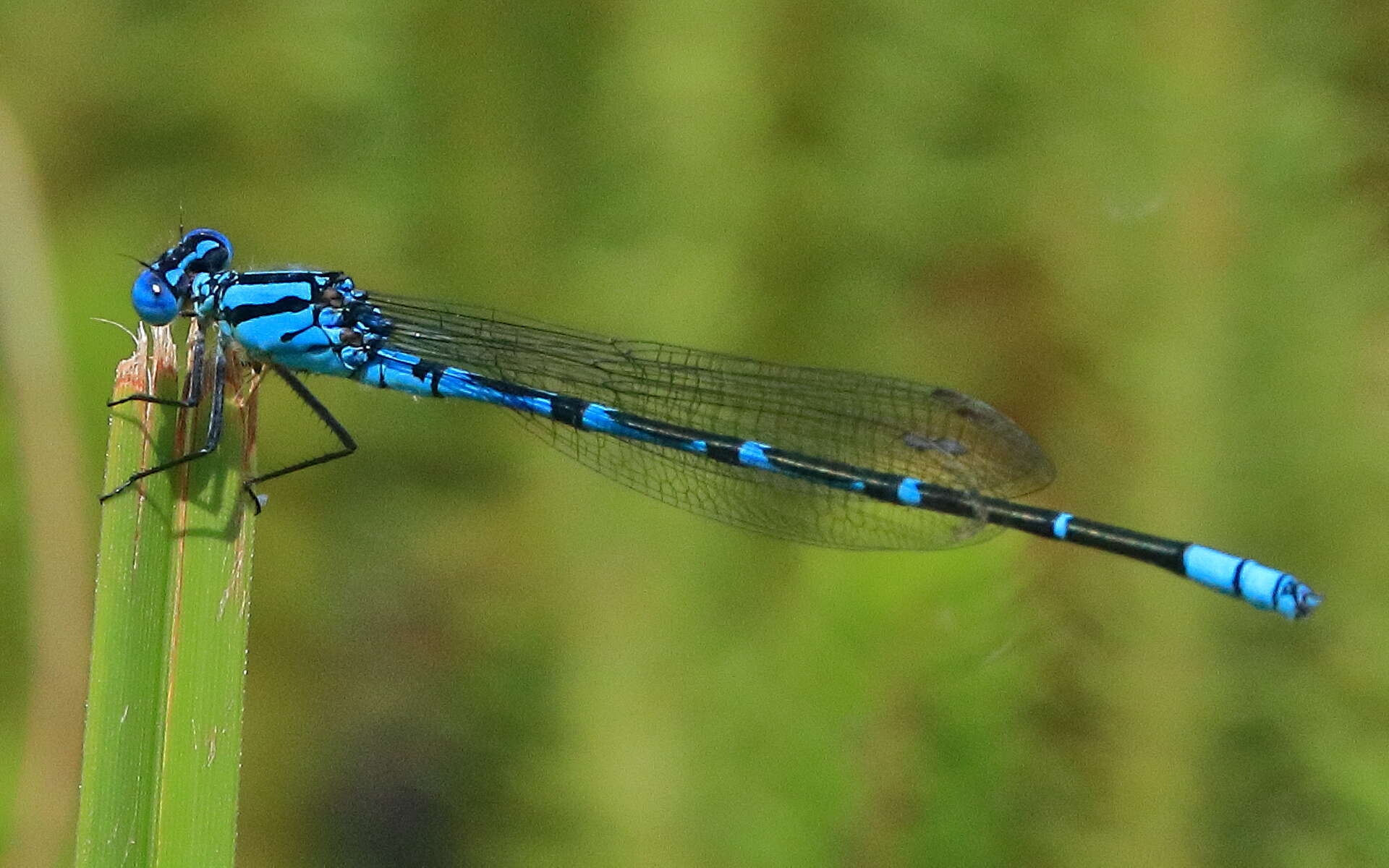 Imagem de Caliagrion billinghursti (Martin 1901)