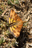 Image of Pyrausta subsequalis Guenée 1854