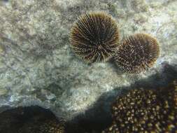 Image of White Sea Urchin