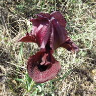 Sivun Iris iberica subsp. lycotis (Woronow) Takht. kuva