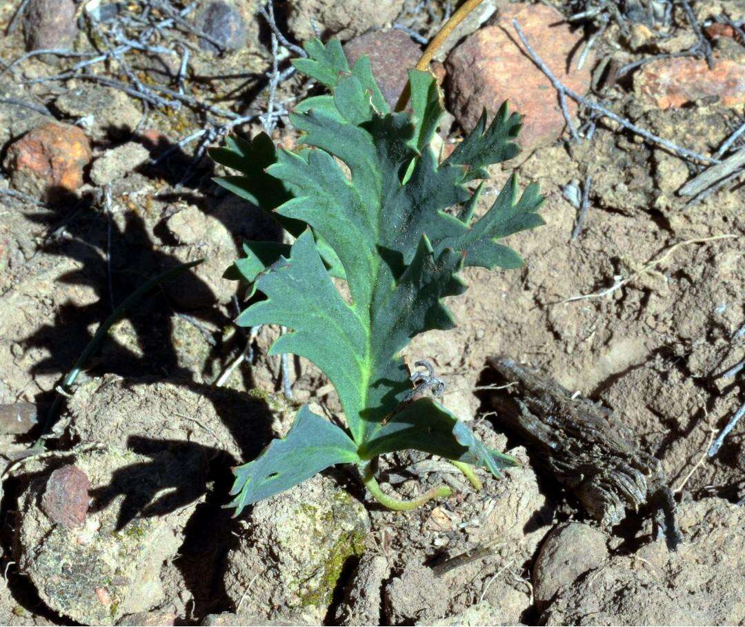 Image of Pelargonium pulverulentum Colv. ex Sweet