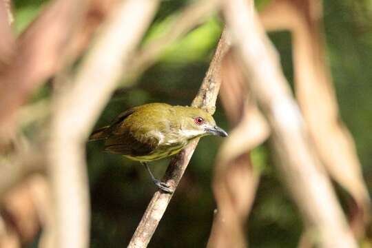 Image of Yellow-breasted Flowerpecker