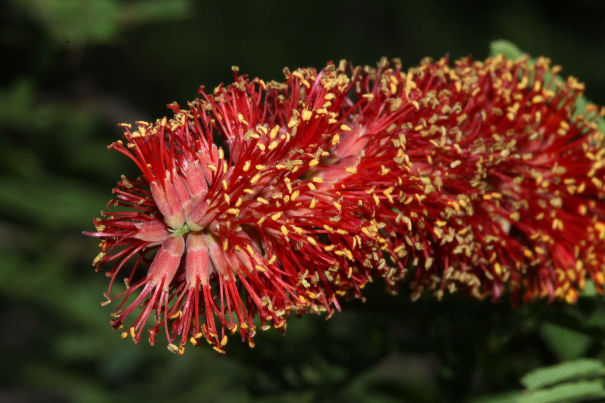 Image of Prosopis rubriflora Hassl.