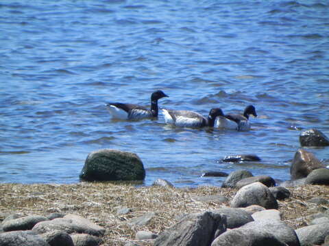 Image of Brant Goose