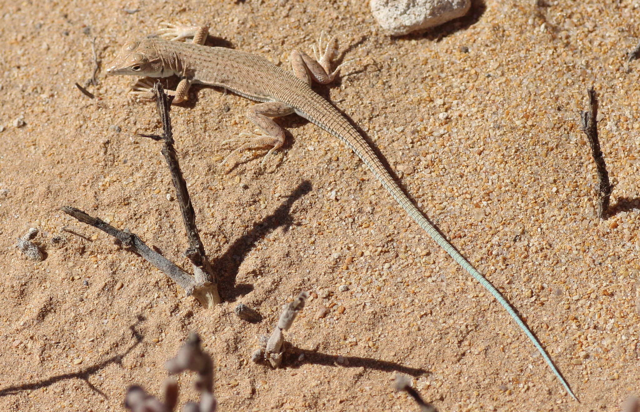 Image of Golden Fringe-fingered Lizard