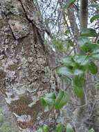 Image of interior live oak